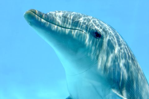 Dolphin Tours Hawaii